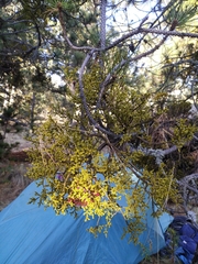 Arceuthobium globosum