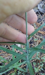 Fritillaria micrantha
