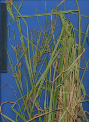 Rhynchospora aristata