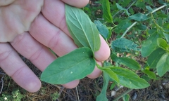 Ceanothus integerrimus macrothyrsus