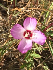 Clarkia franciscana