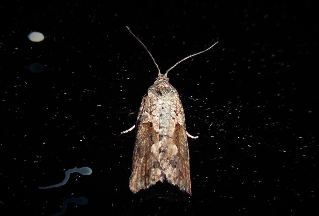 Harmologa oblongana