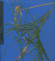 Rhynchospora aristata