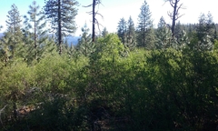 Ceanothus integerrimus macrothyrsus