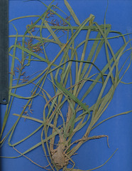 Rhynchospora aristata