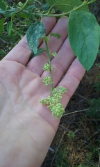 Ceanothus integerrimus macrothyrsus