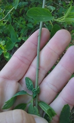 Ceanothus integerrimus macrothyrsus