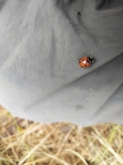 Coccinella nugatoria