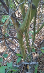 Ceanothus integerrimus macrothyrsus