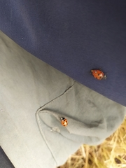 Coccinella nugatoria