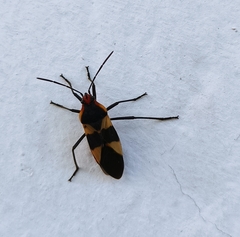 Oncopeltus sandarachatus