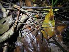 Ancylometes amazonicus