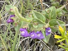 Sairocarpus pusillus