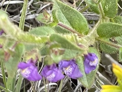 Sairocarpus pusillus