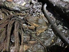 Leptodactylus wagneri