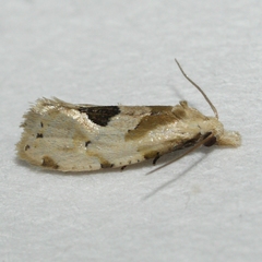 Aethes angustana