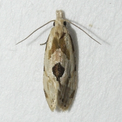 Aethes angustana