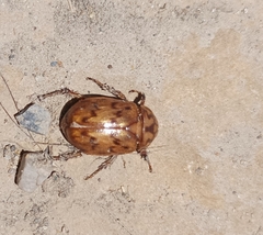 Cyclocephala fulgurata