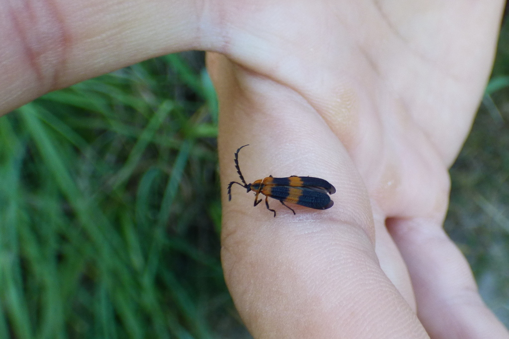 Calopteron from Santa Fe, Argentina on April 06, 2022 at 0815 AM by