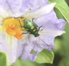 Diabrotica speciosa