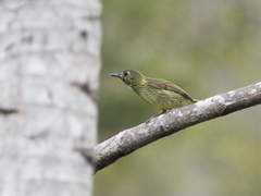 Mionectes galbinus