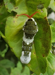 Heraclides androgeus laodocus