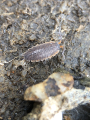 Porcellionides rufocinctus