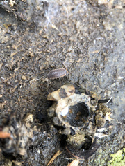 Porcellionides rufocinctus