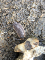 Porcellionides rufocinctus