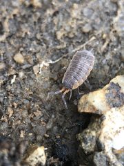 Porcellionides rufocinctus