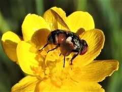 Gymnoclytia occidentalis
