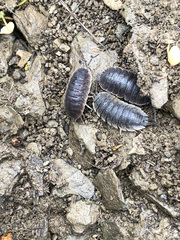 Porcellio hoffmannseggii