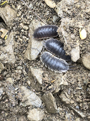 Porcellio hoffmannseggii
