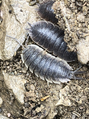 Porcellio hoffmannseggii