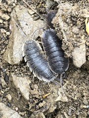 Porcellio hoffmannseggii