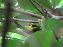 Icterus portoricensis