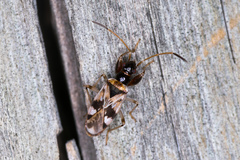 Pseudopamera nitidicollis