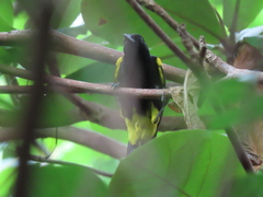 Icterus portoricensis