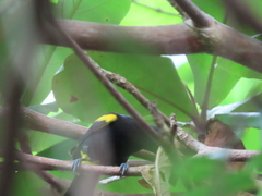 Icterus portoricensis
