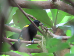 Icterus portoricensis