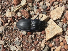Pasimachus marginatus
