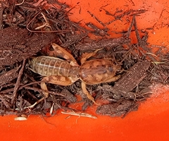 Neoscapteriscus abbreviatus