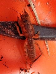 Neoscapteriscus abbreviatus