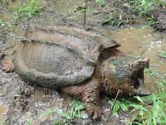 Macrochelys temminckii