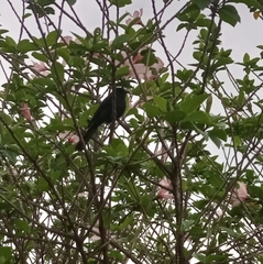 Melaenornis edolioides