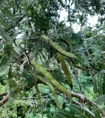 Parapiptadenia excelsa