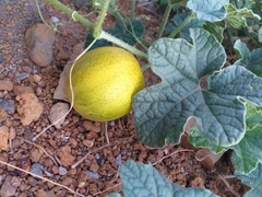 Cucumis melo image