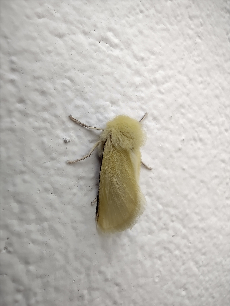Norape flavescens