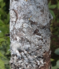 Parapiptadenia excelsa