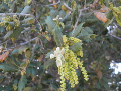 Quercus agrifolia oxyadenia